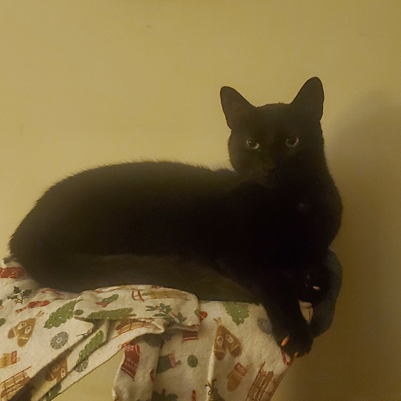 I RESCUE KITTIES & TNR - Picture 1 of 16